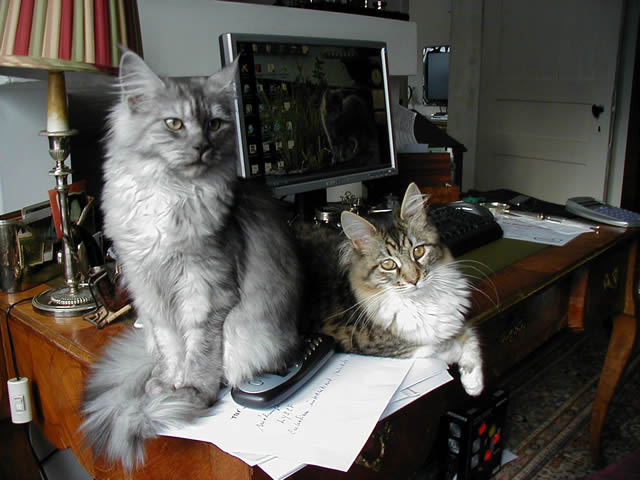 Maine Coon